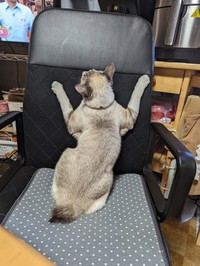 ボディも白からシャム猫のようなカラーになり、さらに進化