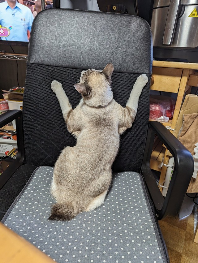 ボディも白からシャム猫のようなカラーになり、さらに進化