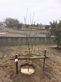 マダラちゃんの墓標になった桜の樹