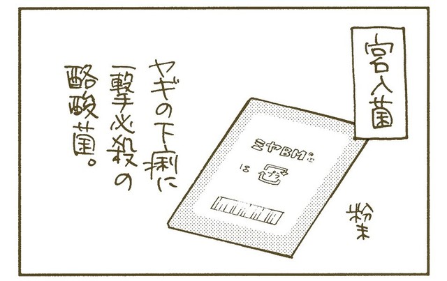 人間にも処方されるミヤBMはヤギにも使われる（くるねこ大和さん提供）