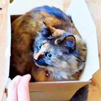 宅配用の箱にすっぽりと収まるみたらしちゃん（画像提供：少年さん）