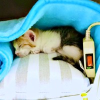 保護時はひどい猫風邪を引いていたサラちゃん。温かい毛布で体温低下を防いでいました（画像提供：にゃさん）