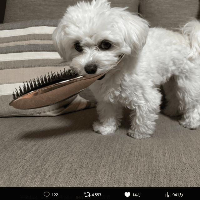 飼い主さん「出しっぱなしにした私が悪い…」