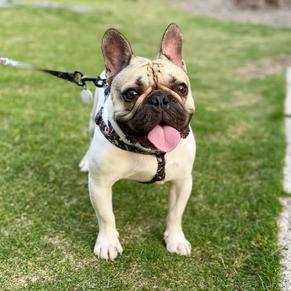 触れ合う人を「犬好き」に変える魅力の持ち主・エルくん（画像提供：フレンチブルドッグ エルさん）