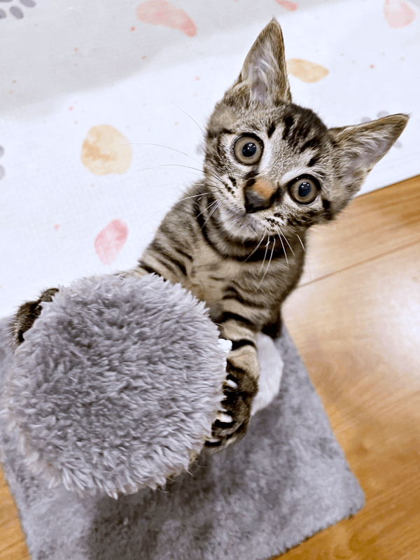 保護から1カ月、体重1キロになったふくくん（画像提供：むぎさん）