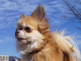 元繁殖犬に変化　ドッグランで遊び、名前を呼ぶと走って戻ってきてくれるまでに