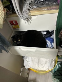 タンスの中もお気に入り（提供：ふわもさん）
