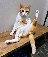 後ろ足ピーン！ きょとん顔で飼い主さんを見つめるぽーちゃん（画像提供：ぽーの呟き…ときどきテトさん）