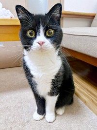 凛々しい顔つきが素敵なたろうくん（画像提供：たろうさん）