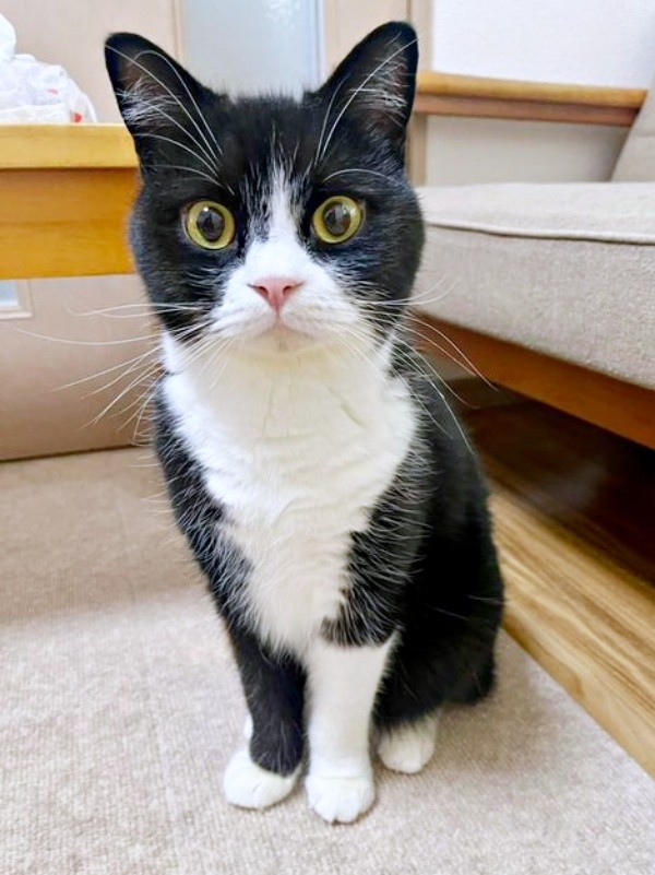 凛々しい顔つきが素敵なたろうくん（画像提供：たろうさん）