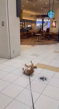 入りたいワン～！！（画像提供：柴犬茶々麻呂之介さん）