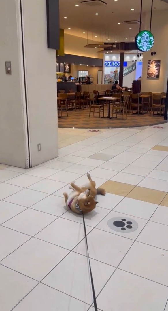 入りたいワン～！！（画像提供：柴犬茶々麻呂之介さん）