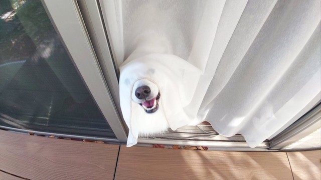 「お化けで〜す。怖いでしょ〜？」（画像提供：くーさんママさん @kukuri_shibainu）