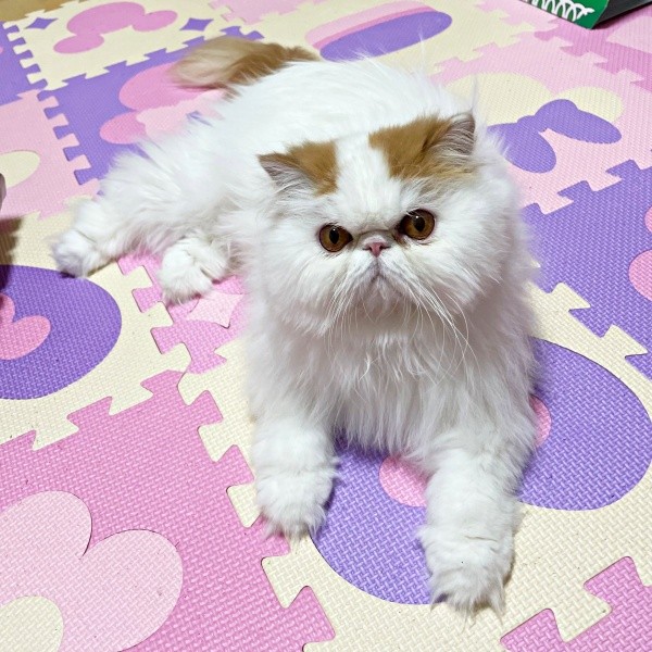 ゴージャスな被毛が素敵なもけちゃん（画像提供：もけもけ@エキゾチックロングヘアさん）