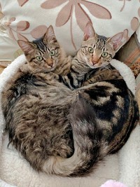 ハート型のポーズになった（左から）ふわりちゃん、ひらりくん（画像提供：とららさん）