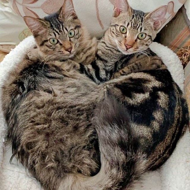 ハート型のポーズになった（左から）ふわりちゃん、ひらりくん（画像提供：とららさん）