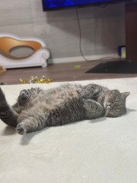 30分後に動物病院に出かけるとは知らずスヤスヤ…／亀ぽまさん（@himaritomugi）提供