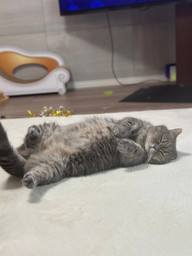 30分後に動物病院に出かけるとは知らずスヤスヤ…／亀ぽまさん（@himaritomugi）提供