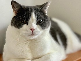 お気に入りの場所はママの枕の上　ブリティッシュの「グー」