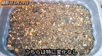 【7日後】葉を切った方は特に変化なし／「庭づくり大好きおじさん」さん（@diy48）提供