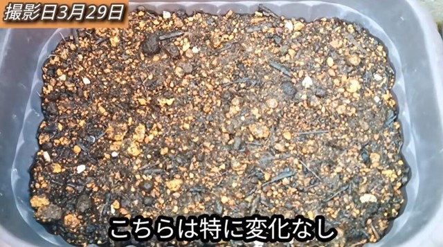 【7日後】葉を切った方は特に変化なし／「庭づくり大好きおじさん」さん（@diy48）提供