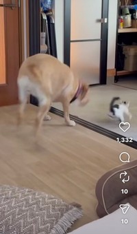 来たぞ！逃げろっ！（moze_labradorさん提供、Instagramよりキャプチャ撮影）