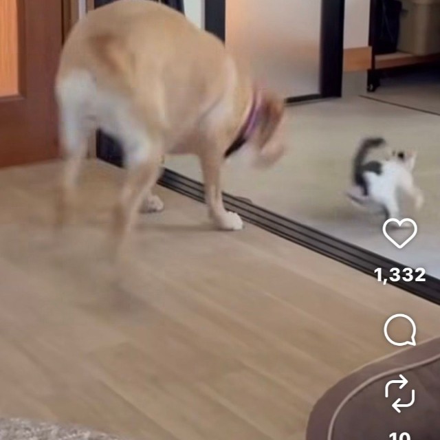 来たぞ！逃げろっ！（moze_labradorさん提供、Instagramよりキャプチャ撮影）