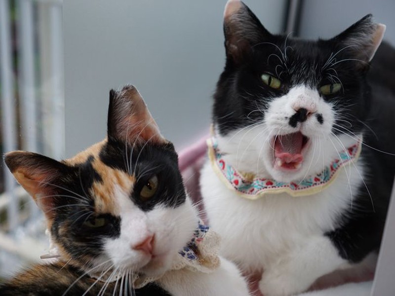 2歳のみかん（左）は好奇心旺盛。4歳母ぼたんちゃんはおひざにのるのが好き