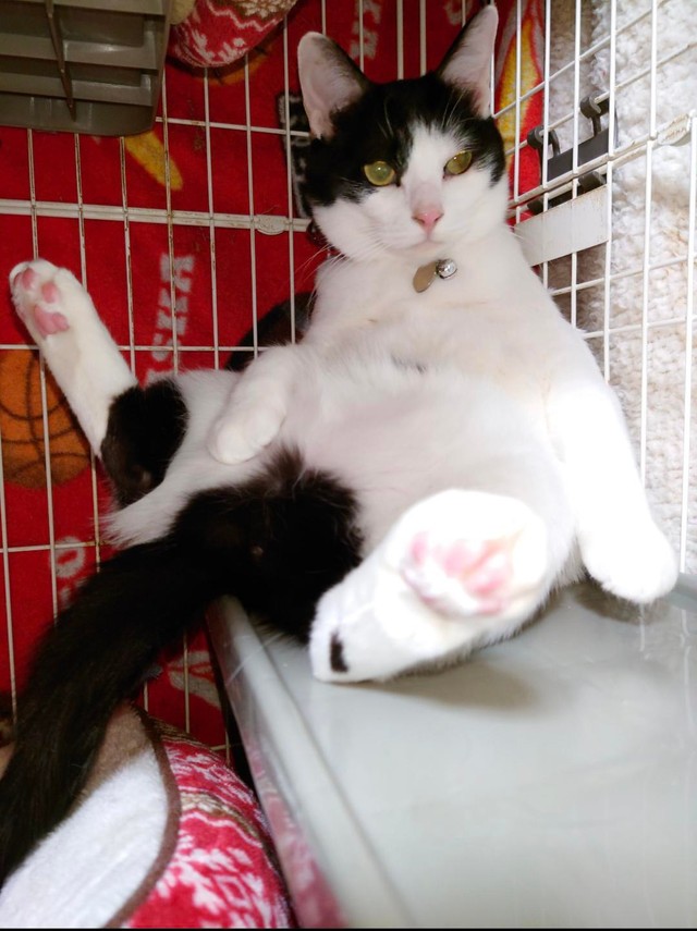 すっかりリラックスしている＝gatita_himawariさん提供