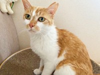 獣医さんから推定3、４歳と診断を受けたカランちゃん（画像提供：かもぴさん）