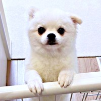 初めて桃を食べたましゅくん。かわいすぎる反応が話題に（画像提供：アザラシいぬさん）