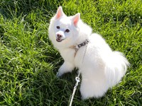 散歩中、笑みを浮かべるスノちゃん（画像提供：いのさん）