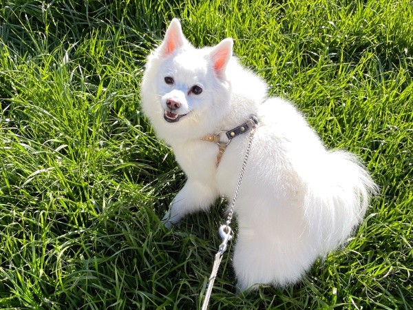 散歩中、笑みを浮かべるスノちゃん（画像提供：いのさん）