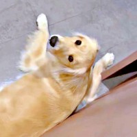 トイレから出てきた飼い主さんを見つめる心晴ちゃん（画像提供：ゴールデンレトリバーの心晴（こはる）さん）