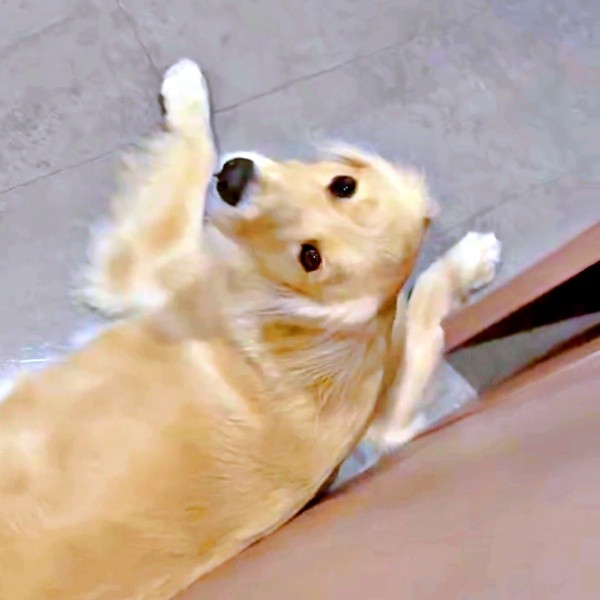 トイレから出てきた飼い主さんを見つめる心晴ちゃん（画像提供：ゴールデンレトリバーの心晴（こはる）さん）