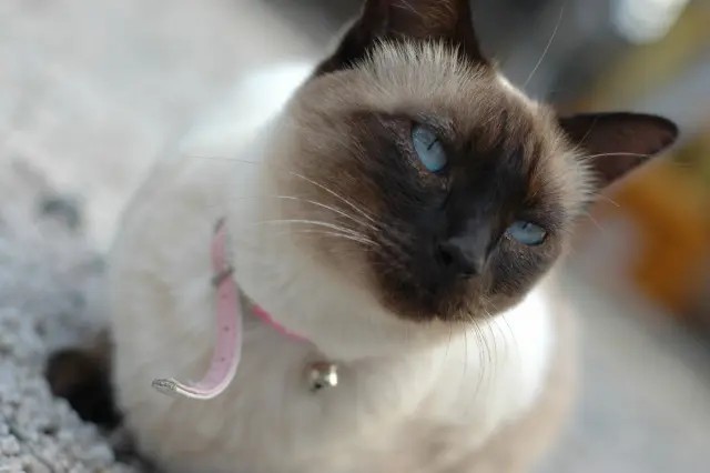 第5位：シャム（出典：【猫好き男性200人に聞いた】好きな猫種ランキング！https://er-animal.jp/pepy/119034）