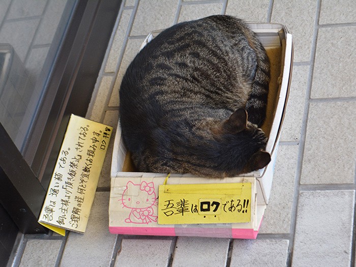 ロクは段ボールに入って眠る。段ボールには「吾輩はロクである！！」の貼り紙も