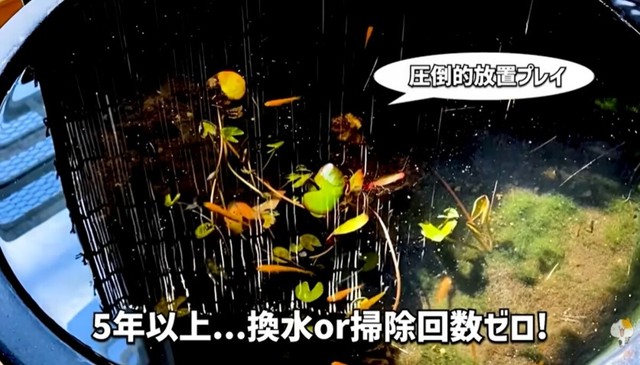 メダカのビオトープ「5年以上換水or掃除回数ゼロ！」／ガックンchさん（@gakkun_ch）提供