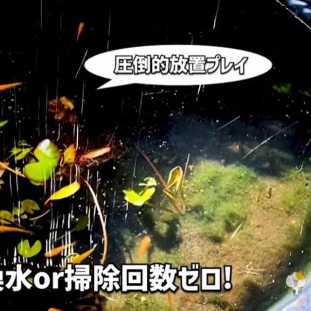 メダカのビオトープ「5年以上換水or掃除回数ゼロ！」／ガックンchさん（@gakkun_ch）提供