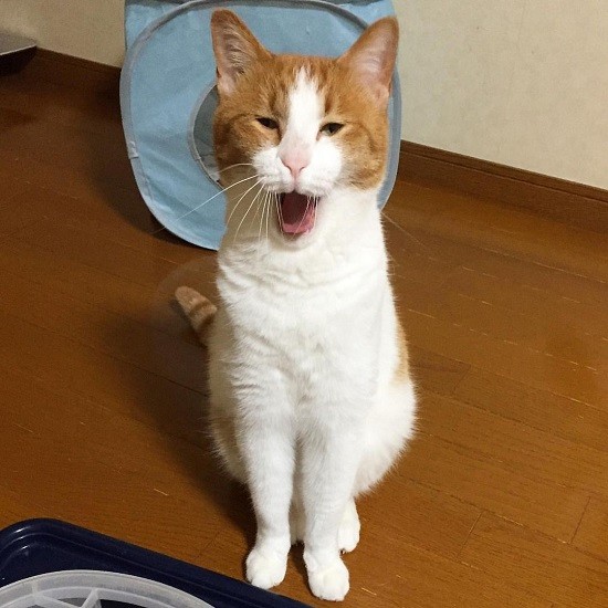 かまってアピールをするヤンチャ