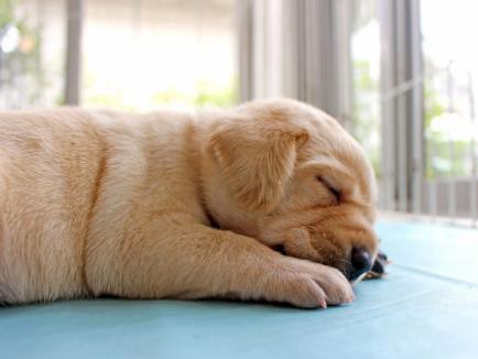 夏バテ　子犬や老犬は特に注意！　下痢や嘔吐はすぐ病院へ