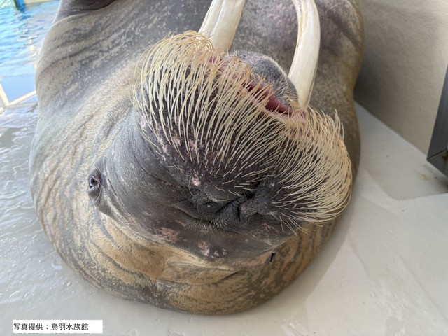 セイウチ「ポウ」くん