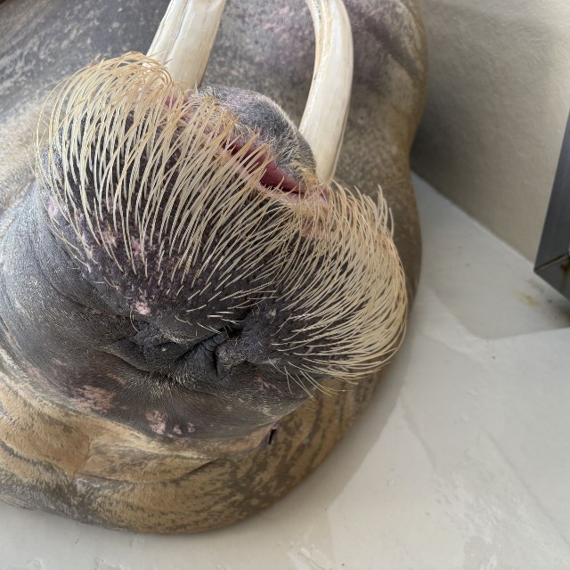 セイウチ「ポウ」くん