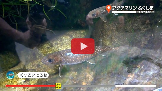 #123アクアマリンふくしま③