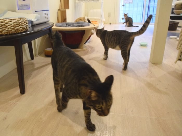 出会いを待つ保護猫＝ツキネコカフェ