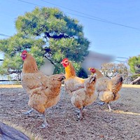 広々とした庭で過ごす名古屋コーチンたち（画像提供：きなこ@針村さん）