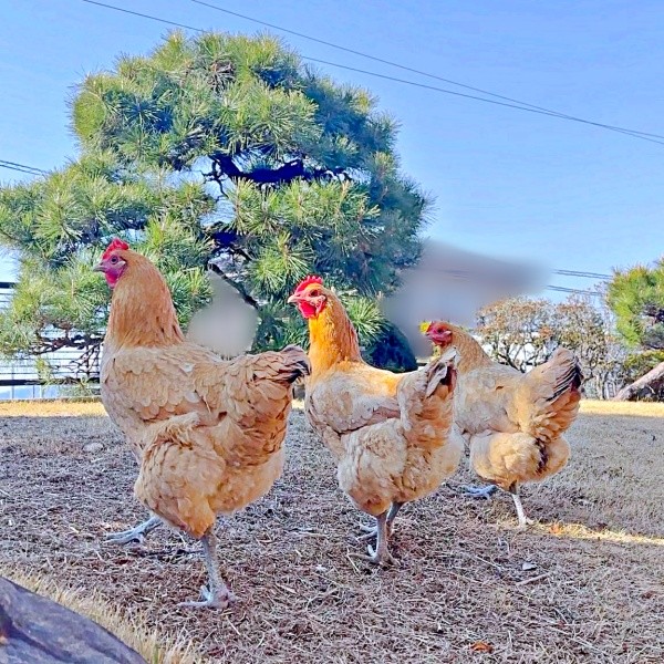 広々とした庭で過ごす名古屋コーチンたち（画像提供：きなこ@針村さん）