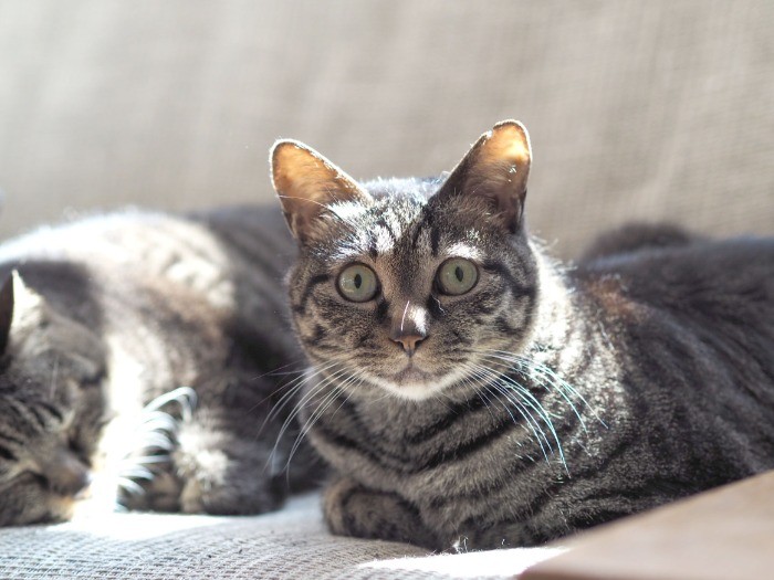 “始まりの猫”、「ノララ」君。左で寝ているのは「ユララ」ちゃん（写真提供：福井晴敏さん）