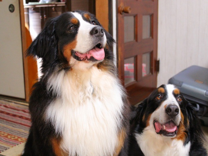 左がジンくん、右がマージくん