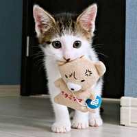 クマさんも運ぶセロイくん（画像提供：パッツン前髪のセロイと弟プランスさん）